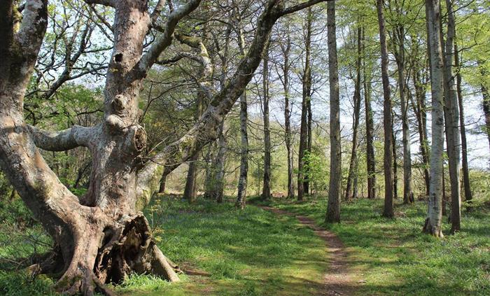 Veteran tree in Gogerddan Wood